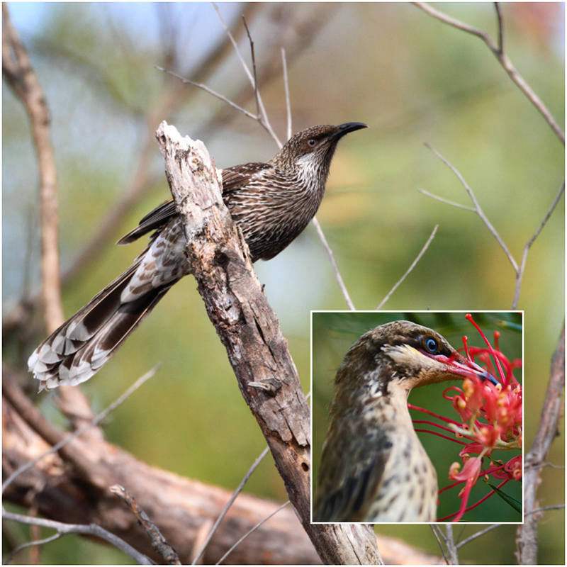 Little wattlebird
